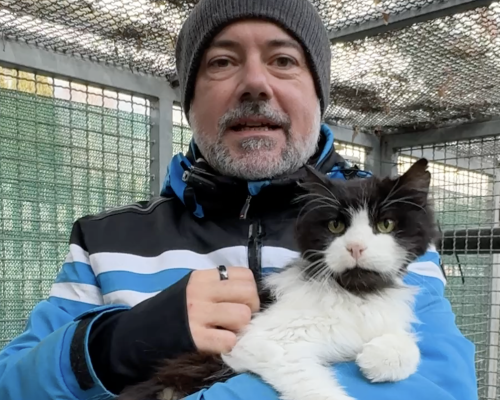 Adotta un amico - il gatto Dybala