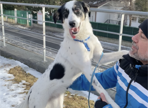 Macchia canile e Gattile Regionale