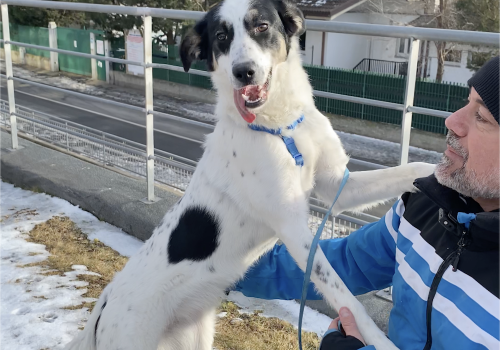 Macchia canile e Gattile Regionale