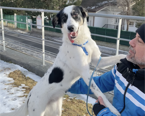 Macchia canile e Gattile Regionale