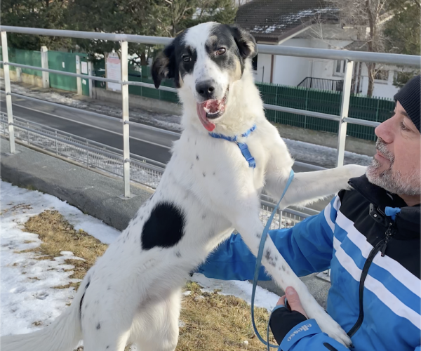 Macchia canile e Gattile Regionale