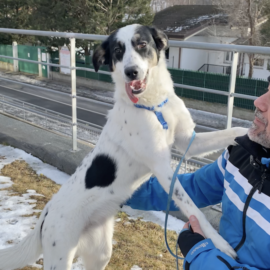 Macchia canile e Gattile Regionale