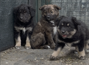 Cani, cuccioli, Canile&Gattile regionale della Valle d'Aosta