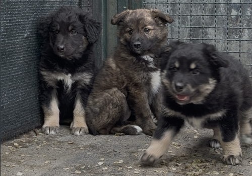 Cani, cuccioli, Canile&Gattile regionale della Valle d'Aosta