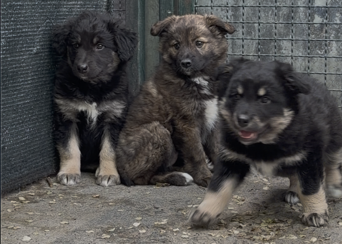 Cani, cuccioli, Canile&Gattile regionale della Valle d'Aosta