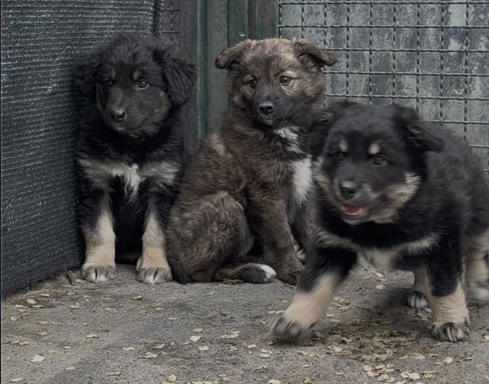 Cani, cuccioli, Canile&Gattile regionale della Valle d'Aosta