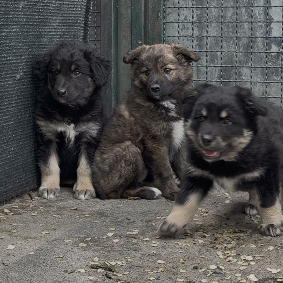 Cani, cuccioli, Canile&Gattile regionale della Valle d'Aosta