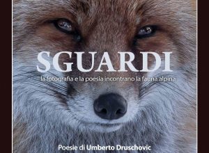 Sguardi, la fotografia e la poesia incontrano la fauna alpina