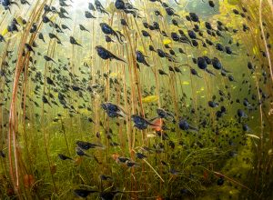 Shane Gross Wildlife Photographer of the Year