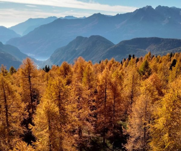 Foto di Marta Galvagno - sito Arpa di Torgnon - foreste - boschi - bosco - alberi