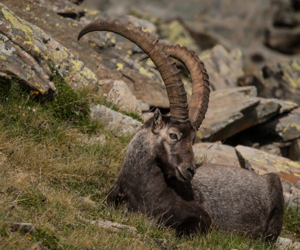 Stambecco al Parco Nazionale Gran Paradiso - foto Davide Glarey