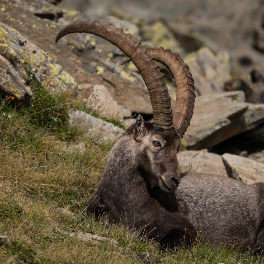 Stambecco al Parco Nazionale Gran Paradiso - foto Davide Glarey