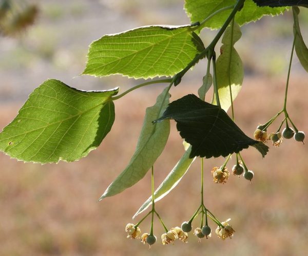 Tiglio - albero - alberi - foglie