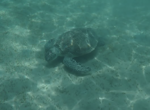 Turtle Watch Egypt