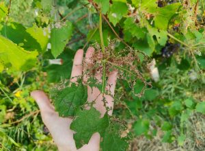 Una foglia rosicchiata dallo scarabeo giapponese nel vigneto di Lillaz