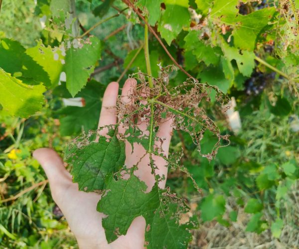 Una foglia rosicchiata dallo scarabeo giapponese nel vigneto di Lillaz