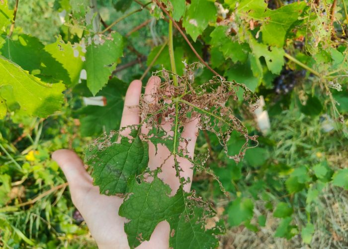 Una foglia rosicchiata dallo scarabeo giapponese nel vigneto di Lillaz