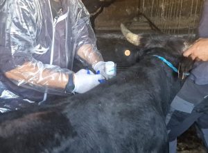 Vaccinazione bovine