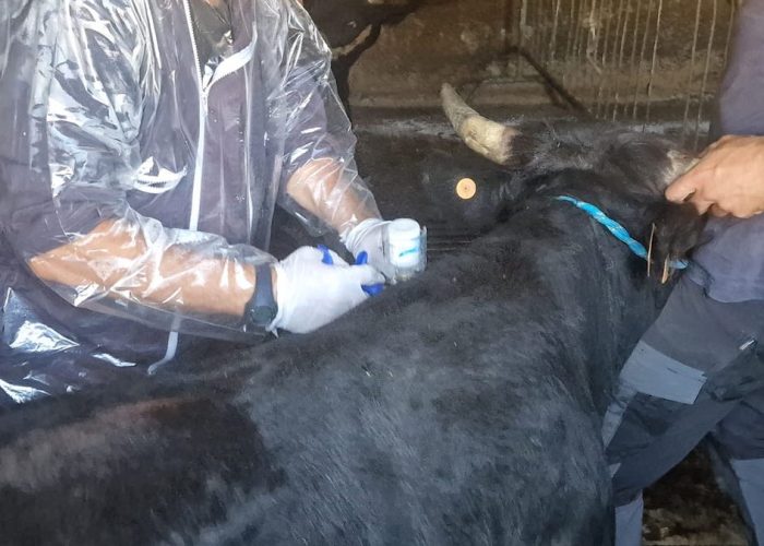 Vaccinazione bovine