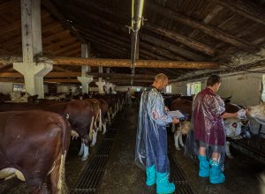 Vaccinazione bovini dermatite nodulare Alpeggio Morge (La Salle) Ph Nicole Jocollé