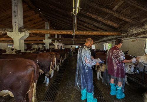 Vaccinazione bovini dermatite nodulare Alpeggio Morge (La Salle) Ph Nicole Jocollé