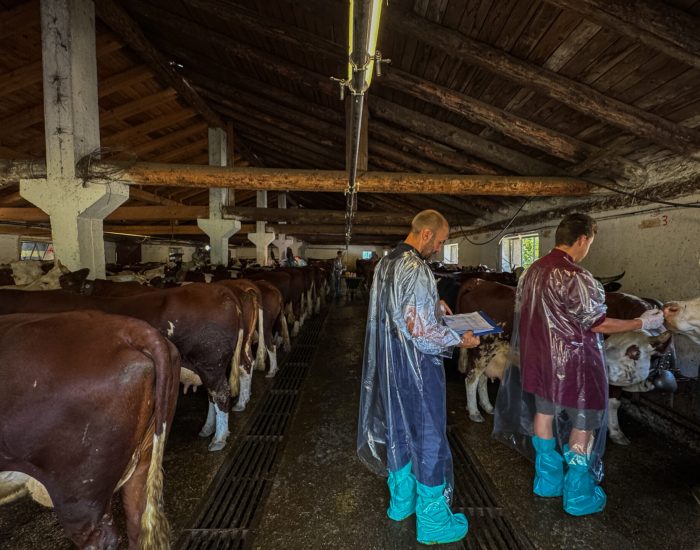 Vaccinazione bovini dermatite nodulare Alpeggio Morge (La Salle) Ph Nicole Jocollé