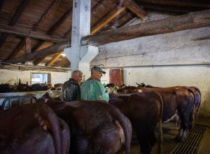 Vaccinazione bovini dermatite nodulare Alpeggio Morge (La Salle) Ph Nicole Jocollé