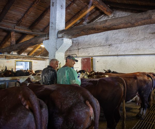 Vaccinazione bovini dermatite nodulare Alpeggio Morge (La Salle) Ph Nicole Jocollé