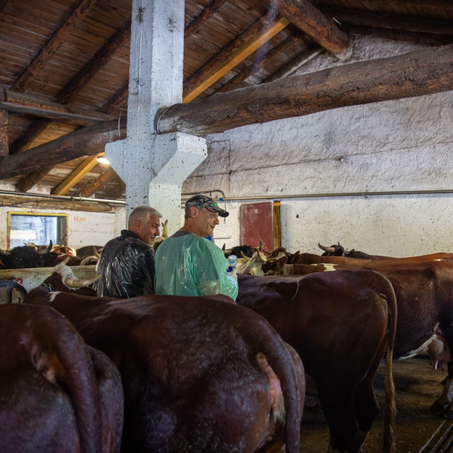Vaccinazione bovini dermatite nodulare Alpeggio Morge (La Salle) Ph Nicole Jocollé