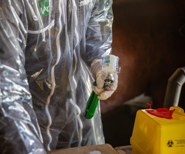 Vaccinazione bovini dermatite nodulare Alpeggio Morge (La Salle) Ph Nicole Jocollé