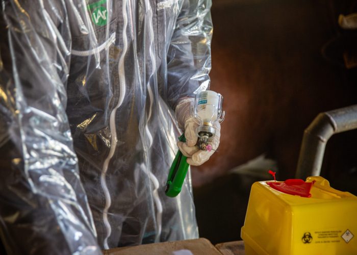 Vaccinazione bovini dermatite nodulare Alpeggio Morge (La Salle) Ph Nicole Jocollé