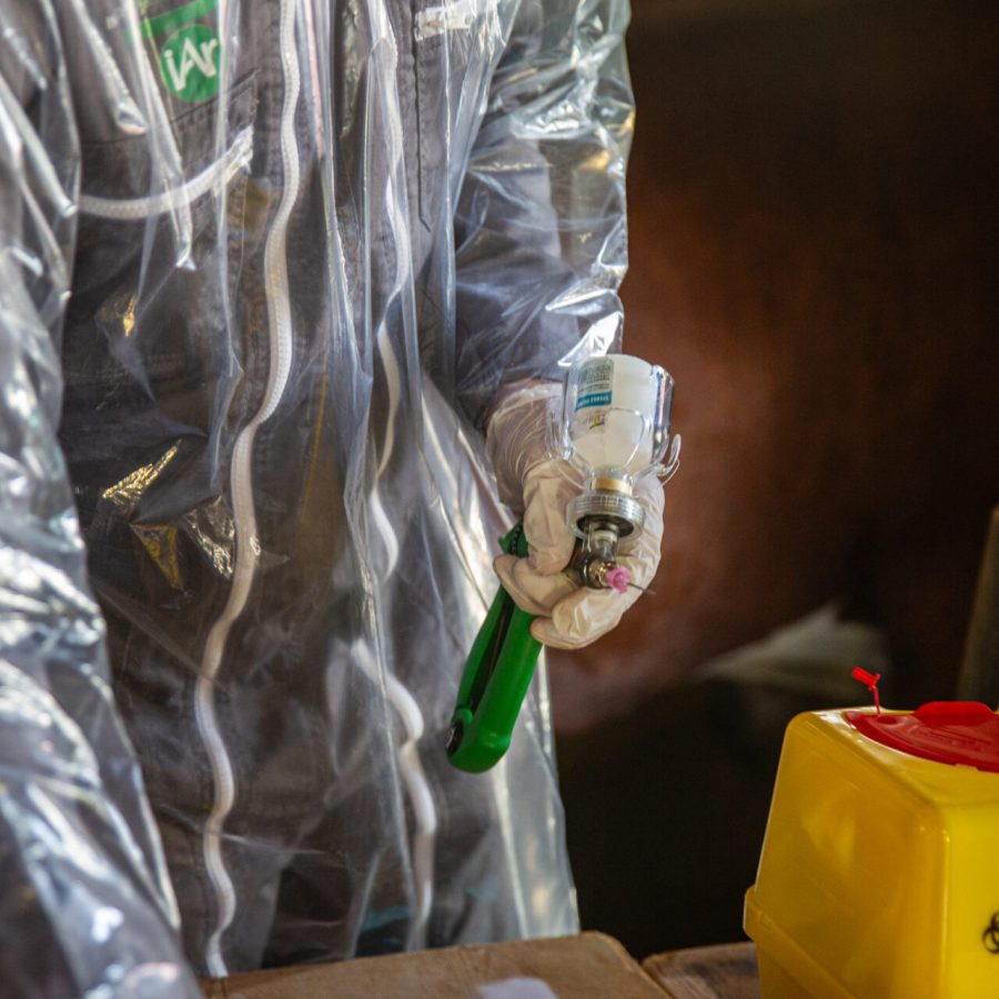 Vaccinazione bovini dermatite nodulare Alpeggio Morge (La Salle) Ph Nicole Jocollé