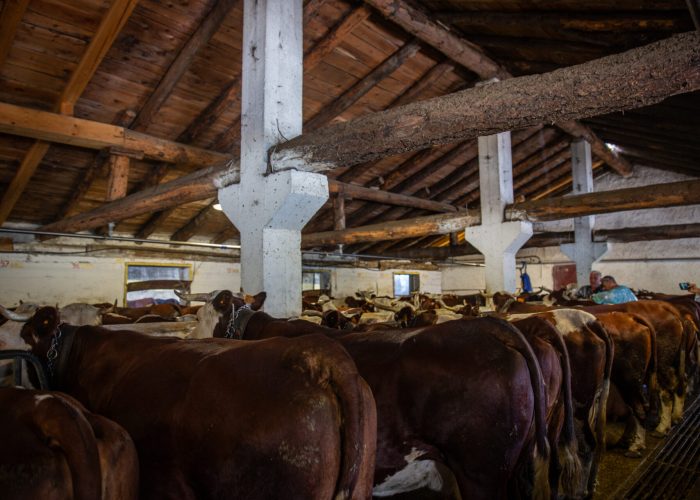 Vaccinazione bovini dermatite nodulare Alpeggio Morge (La Salle) Ph Nicole Jocollé
