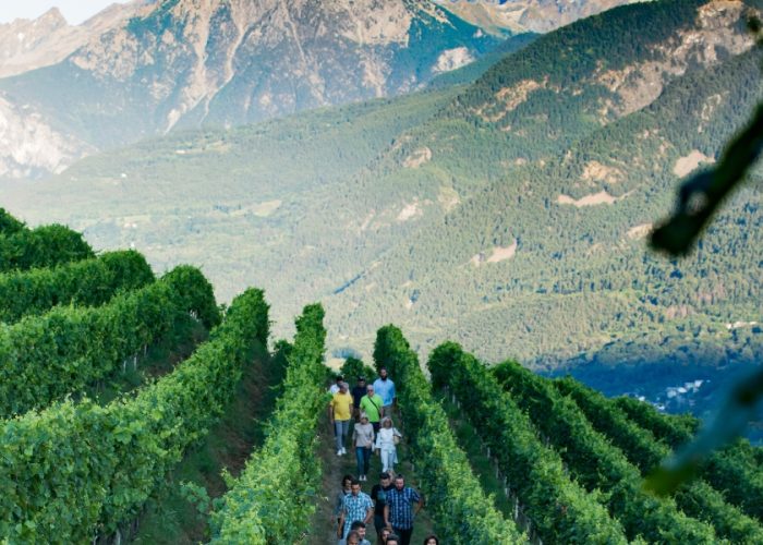 Vini In Vigna AOS