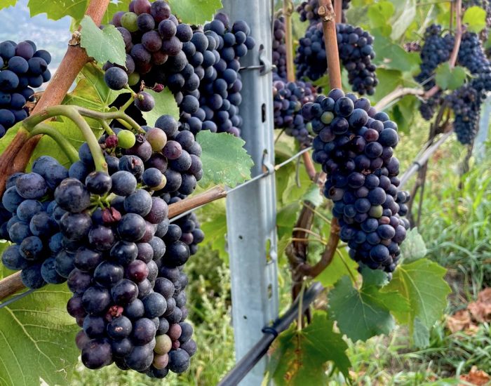 Vino - vigna - vini - viticoltura