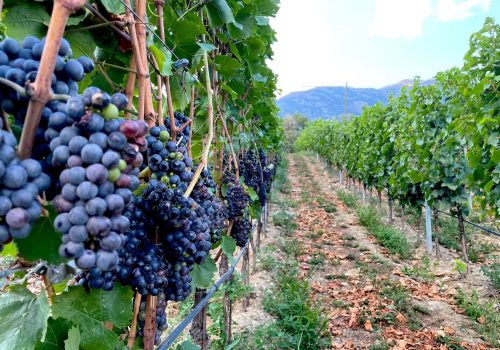 Vino - vigna - vini - viticoltura