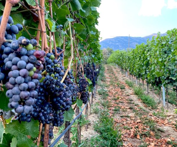 Vino - vigna - vini - viticoltura