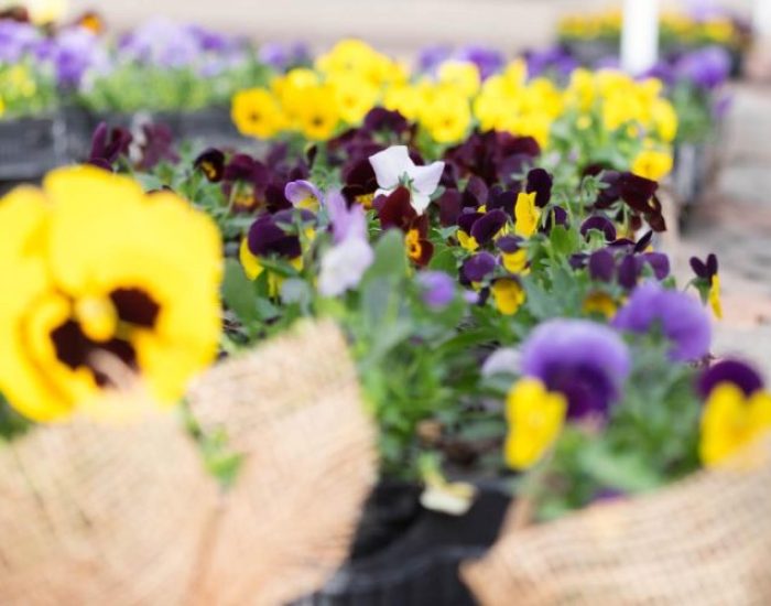 Violette Associazione VIOLA pcypsiecsrvclemydsvzcnreaomciskjuw