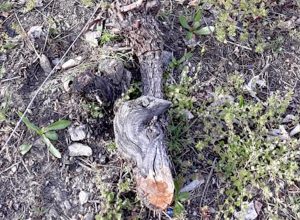 Una delle viti danneggiate (foto FB/Anna De Santis).