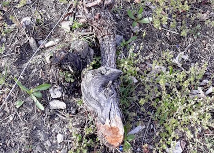 Una delle viti danneggiate (foto FB/Anna De Santis).