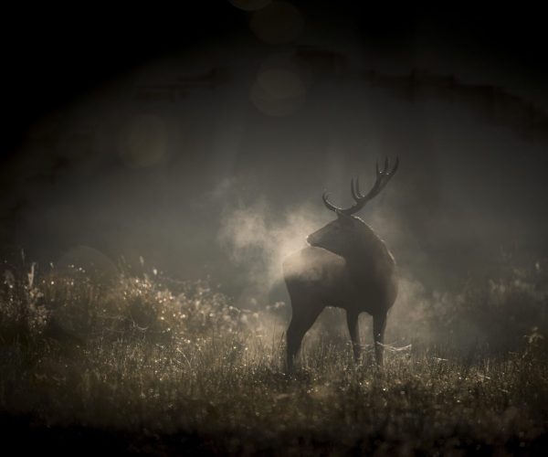 WHISPERS IN THE WOODS VincentMunier scaled
