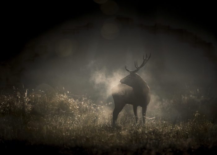 WHISPERS IN THE WOODS VincentMunier scaled