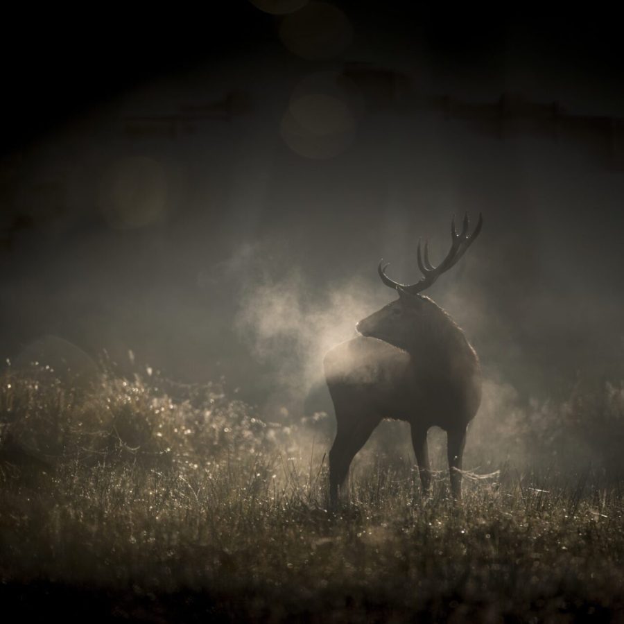 WHISPERS IN THE WOODS VincentMunier scaled