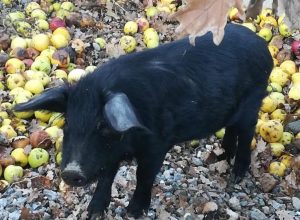 I suini neri delle Alpi di Sergio Bona