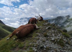Bovine morte per un fulmine a Etroubles - Credit photo: Corpo Forestale Valdostano