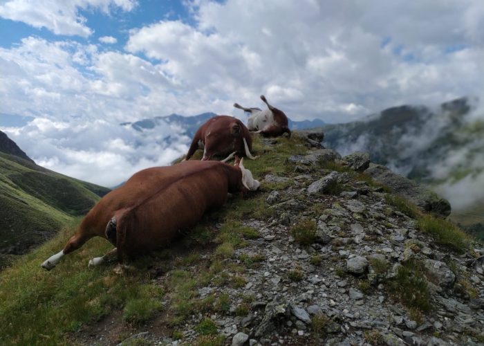 Bovine morte per un fulmine a Etroubles - Credit photo: Corpo Forestale Valdostano