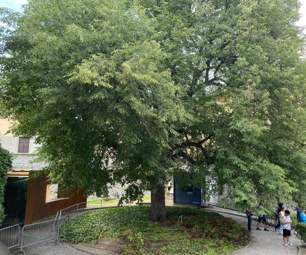 alberi monumentali