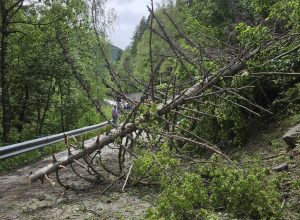 La pianta caduta all’altezza del bivio di Baise-Pierre, ad Arvier
