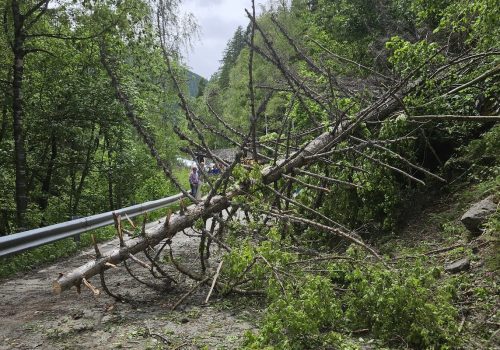 La pianta caduta all’altezza del bivio di Baise-Pierre, ad Arvier