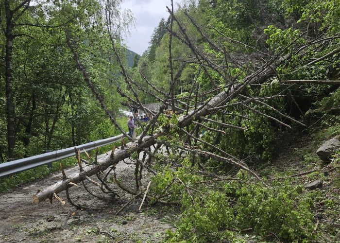 La pianta caduta all’altezza del bivio di Baise-Pierre, ad Arvier